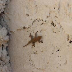 ... überall krabbelt etwas herum