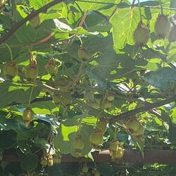 Da hängen die Früchtchen