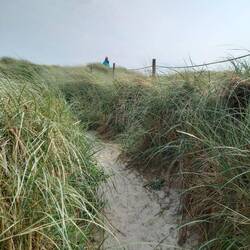 .... der Strandroggen auch