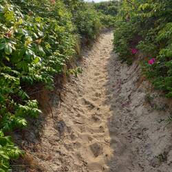 Heckenrosen stehen Spalier....