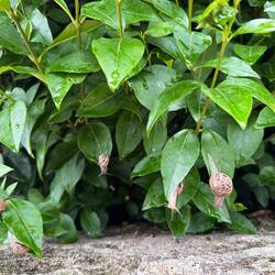 Schnecken überall 🐌