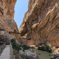 Der Oleander wächst in Schlucht besser als bei aller Pflege bei uns zu Hause.