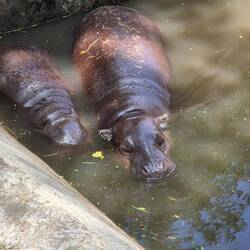 Mini-Hippos
