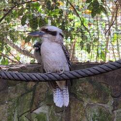 Kookaburra (Lachender Hans)
