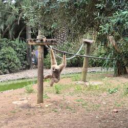 Einer von vielen Affenarten