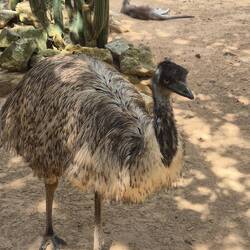 Der Emu und sein Känguru