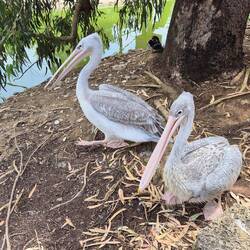 Bald werden aus euch Füller gemacht 😁