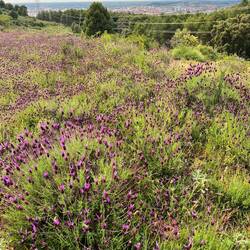 Lavendelfelder auch in Nordspanien