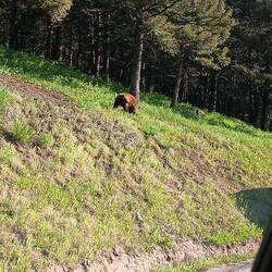 Bjørnemor 4 m fra vores bil