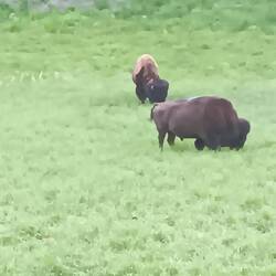 Bisonokser var der nok af