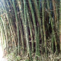 The stands of thick bamboo were everywhere along the trail from Minca to Pozo Azul.