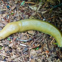 Banana Slug