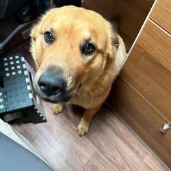 Zweiter Abend mit Lisa, Chris, Kora 🐕 und Pina 🐕