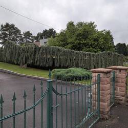 Das ist mal ein schöner "natürlicher" Vorhang