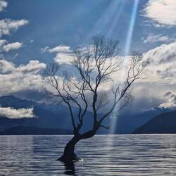 The Wanaka tree that was once a forgotten fence post