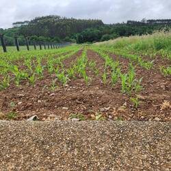 Acres of new corn starts.