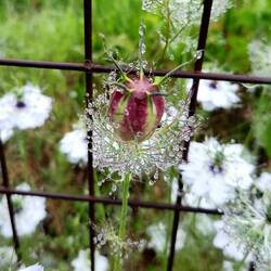 Love-in-the-mist, one of my favorite garden flowers!