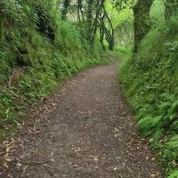 A sampler of today's forrest walk.