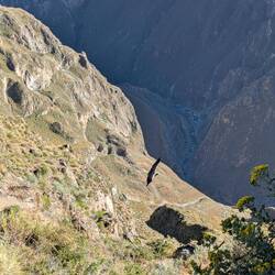 Andenkondor, Spannweite bis zu 3 Metern