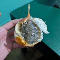 Granadilla, ganz lecker