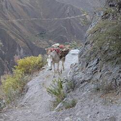 Packesel der Lokalen Bauern, in den Seitentaschen war jeweils ein Schwein