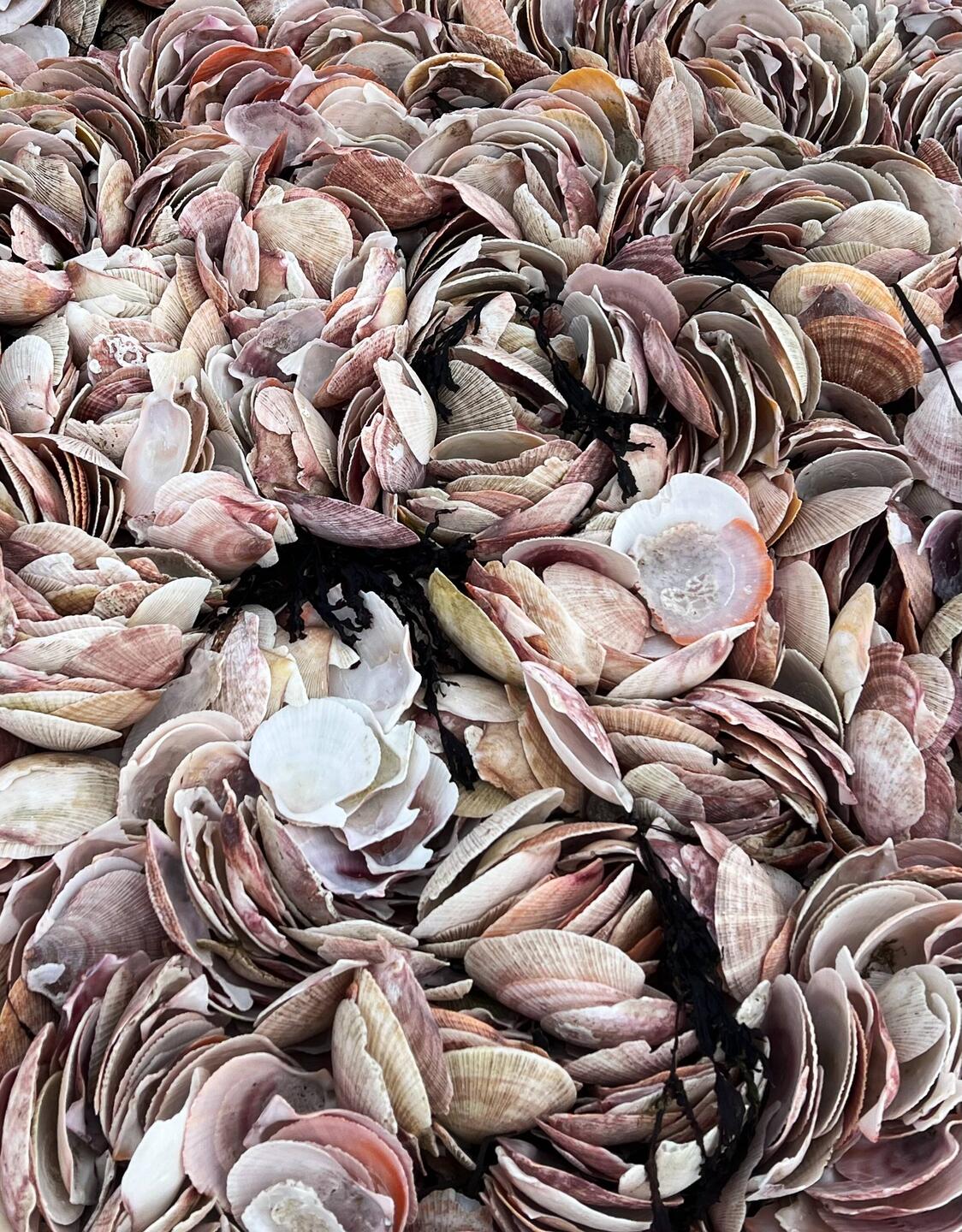 Shell decorations on the beach