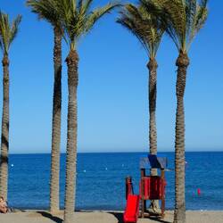 Palmen am Strand