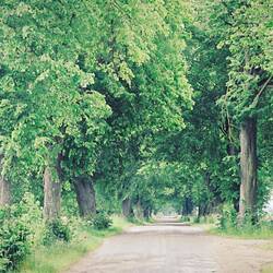 Typische Allee