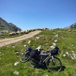 Mittagspause mit Schafherde