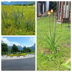 Moderner Kreisverkehr in Bovec und schöne Pflanzen