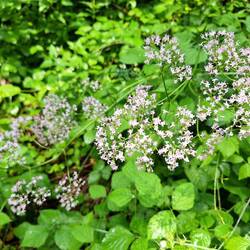 Echter Baldrian, sieht man hier öfter