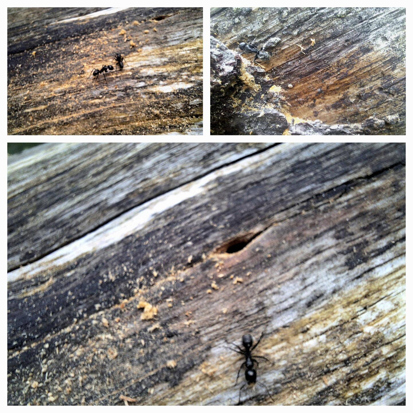 Waldameisen bei der Arbeit