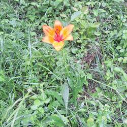 Wilde Lilie am Waldrand