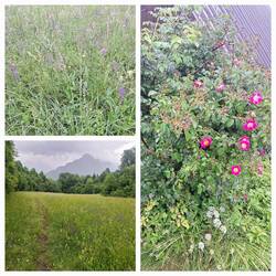 Tolle Wildblumenwiesen und Wildrosen