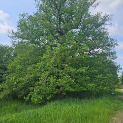 Eiche
