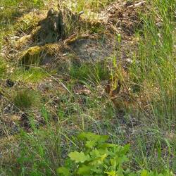 Suchbild: Wo ist das Rehkitz?