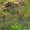 Suchbild: Wo ist das Rehkitz?