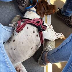 Snoopy a fine giornate sul tram