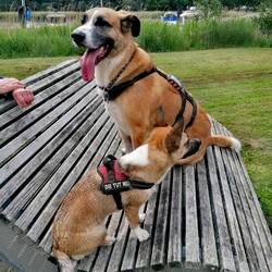 Watson und Fanny, best friends