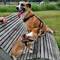 Watson und Fanny, best friends