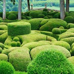 Was für ein Buchsbaumbestand