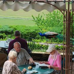 ...und die laufen da einfach rum