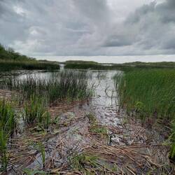 "dänische Everglades"