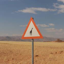 Es wird zum ersten Mal in Namibia vor Giraffen auf der Straße gewarnt...