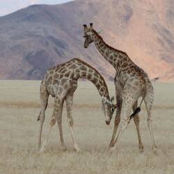 ...ein unglaubliches Spektakel