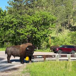Traffic Jam