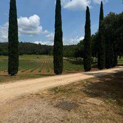 Ein Lavendelfeld, das erst Ende Juni zu blühen beginnt.