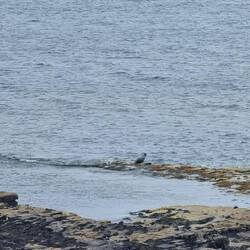 Mit dem Handy versucht einzufangen