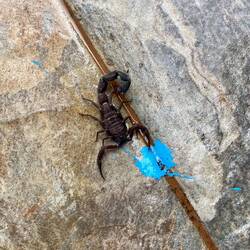 Le scorpion de Lulu 🦂