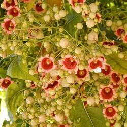 Flaschenbaum ...